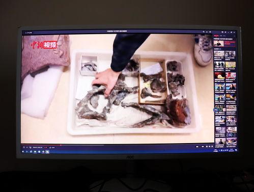 国产羊7启动视频,科技与艺术的完美融合